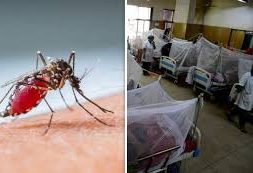 ডেঙ্গু জ্বরের লক্ষণ ও করনীয়