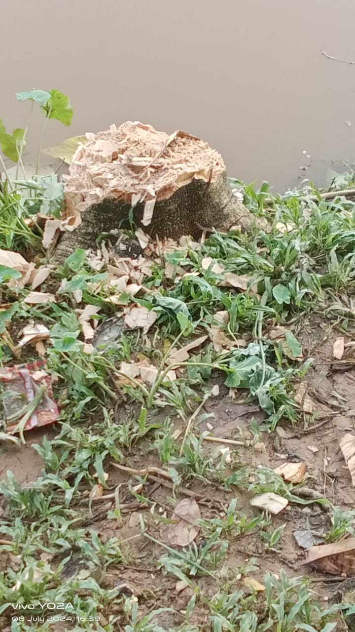 মধ্যনগরে সড়ক থেকে সরকারি গাছ কাটার অভিযোগ
