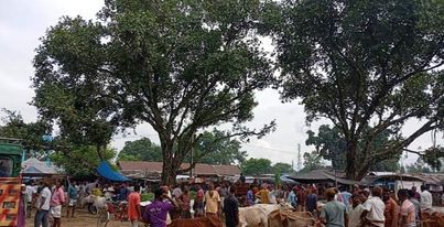 পশুর হাটে অতিরিক্ত টোল আদায় প্রশাসন নির্বিকার