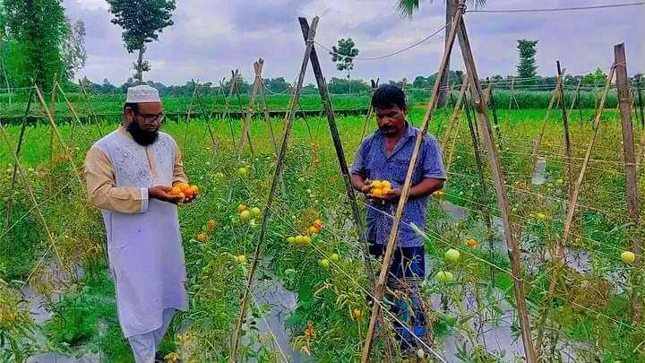 বদলাগাছীতে বেগুন গাছে টমাটো চাষ করে ব্যাপক সাড়া ফেলছেন পাহাড়পুরের কৃষক ফারুক