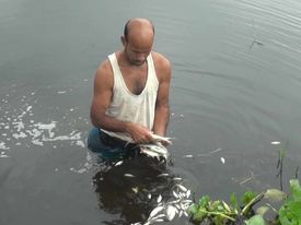কিটনাশক প্রয়োগ করে পুকুরের লক্ষাধিক টাকার মাছ নিধন করার অভিযোগ উঠেছে