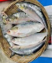 মাছের রাজা ইলিশ