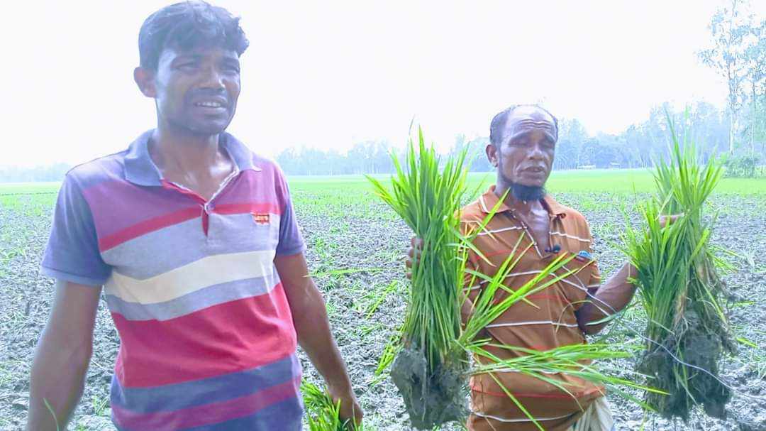 পলাশবাড়ীতে রোপনকৃত ধান কর্তন করে জমি দখলের চেষ্টা