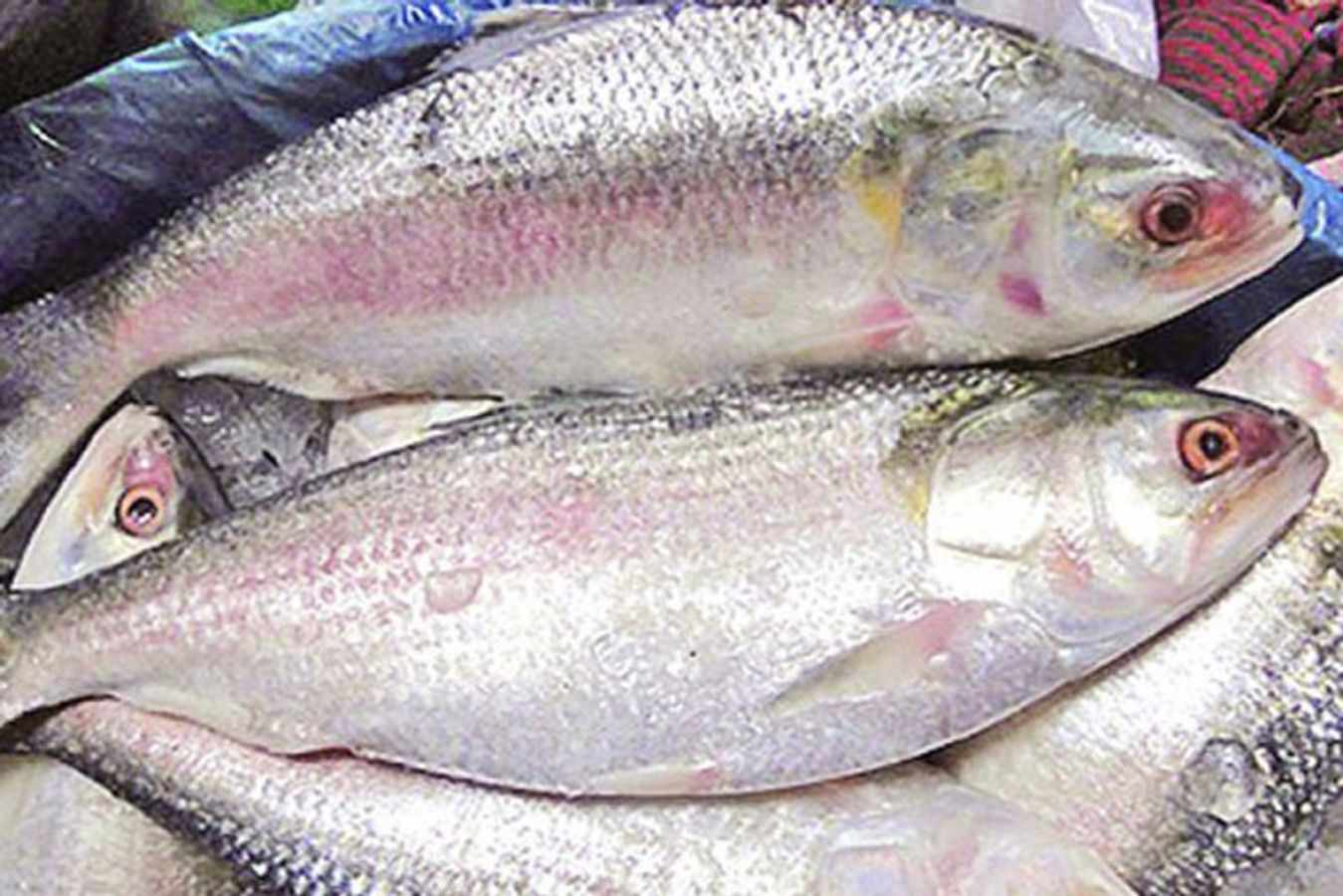 বাজারে বেশি থাকলেও কমেনি ইলিশ মাছের দাম