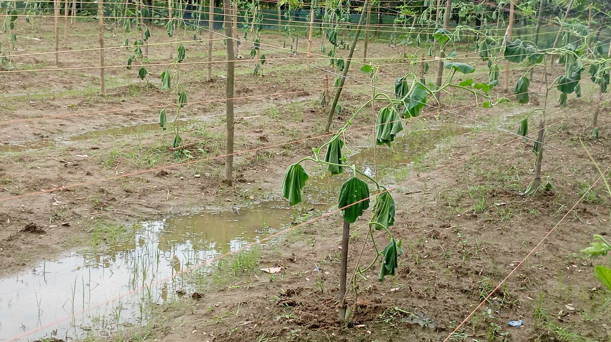 রাণীশংকৈলে কৃষকের ১ বিঘা জমির লাউ গাছ কেটে দিলো দুর্বৃত্তরা