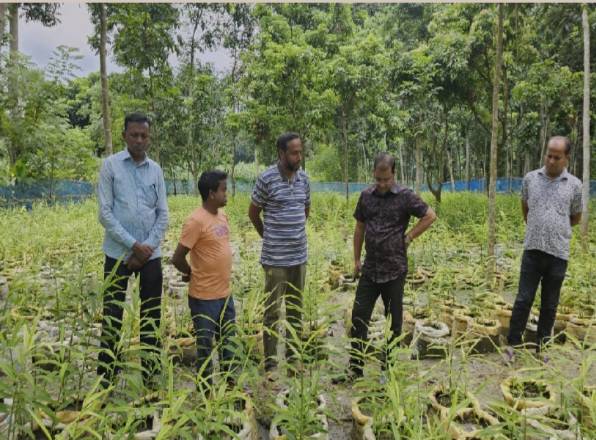 ফরিদপুরের বোয়ালমারী  বাণিজ্যকভাবে আদা চাষ
