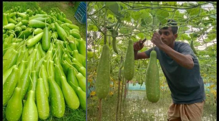 ফরিদপুরে সালথা লাউ চাষে আলামিন স্বাবলম্বী