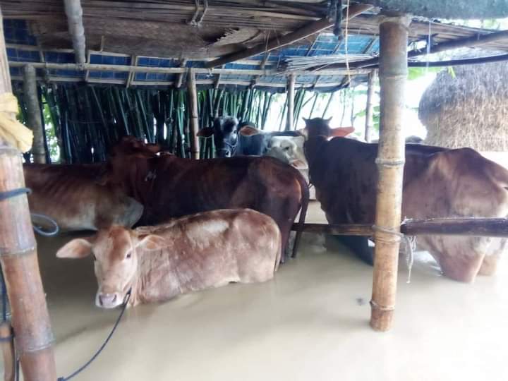 টানা বর্ষণ ও পাহাড়ি ঢলে শেরপুরে নিম্নাঞ্চল প্লাবিত