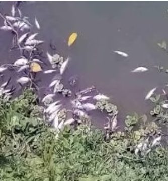 মাছের ঘেরে বিষ প্রয়োগ, ৩ লক্ষ টাকার ক্ষতি
