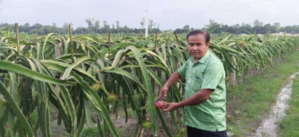 গাইবান্ধায় ড্রাগন চাষে ভাগ্য খুলেছে শাহাবুদ্দিনের