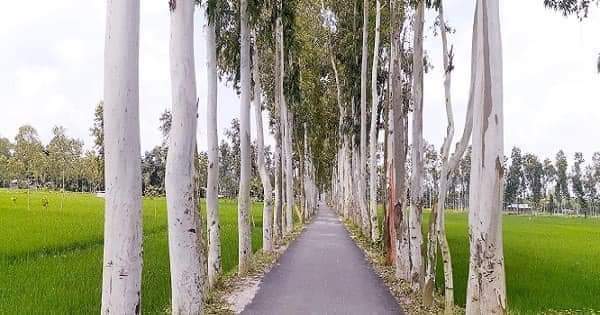 দেশী গাছ লাগান