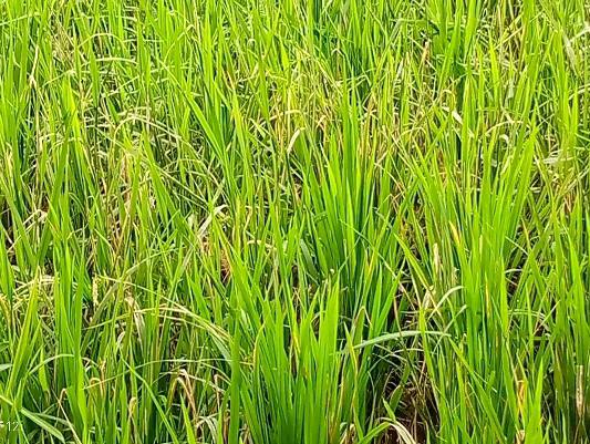 হোসেনপুরে ধান গাছে পোকার আক্রমণে হতাশ কৃষকরা