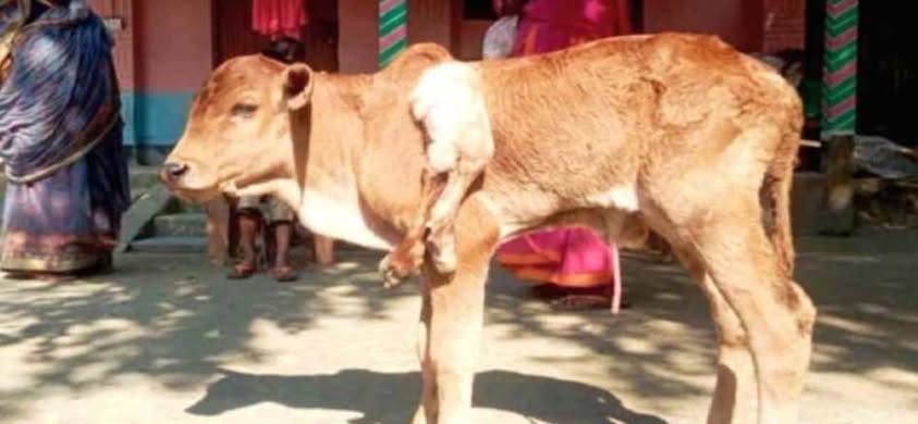 গাইবান্ধায় একটি গাভীর ছয় পা বিশিষ্ট বাছুরের জন্ম