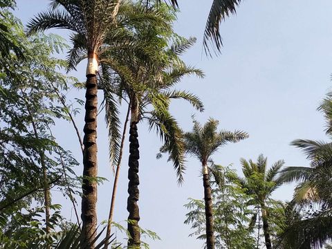 যশোরে খেজুর গাছ তোলায় ব্যস্ত সময় পার করছে গাছিরা