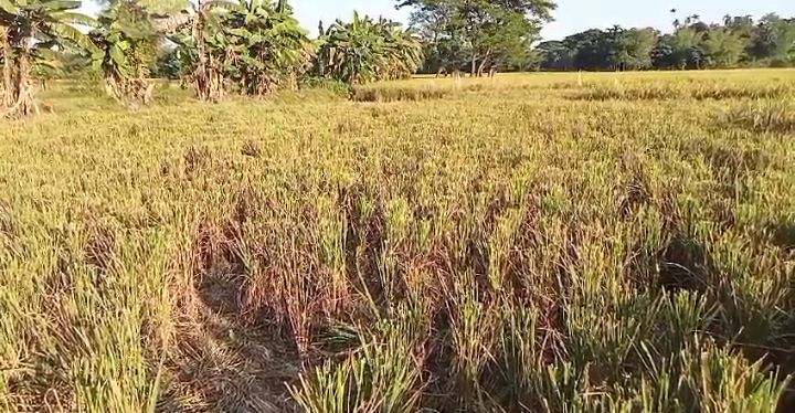 অসহায় কৃষকের ধান কেটে নেওয়ার অভিযোগ