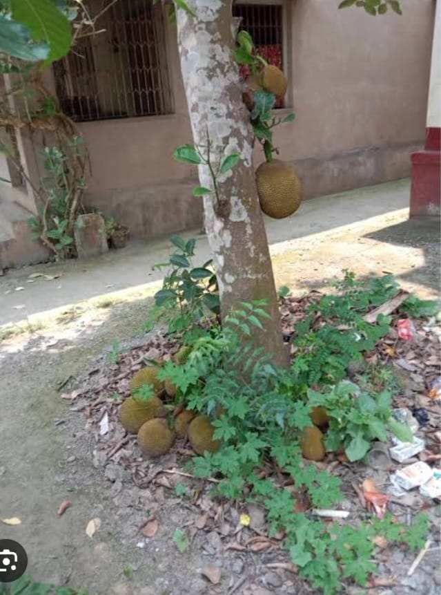 ফরিদপুরের কোটে’র রায় অমান্য করে পৈত্রিক সম্পত্তি দখল করার পায়তারা প্রভাবশালী মহল