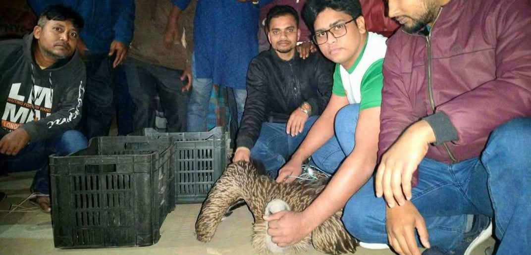 গাইবান্ধায় দু’টি হিমালয়ান গৃধিনী শকুন উদ্ধার