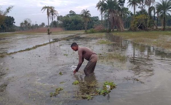 যশোরের মনিরামপুরে পাচ মাস জলাবদ্ধতায় ইরি চাষ নিয়ে চিন্তিত কৃষকেরা