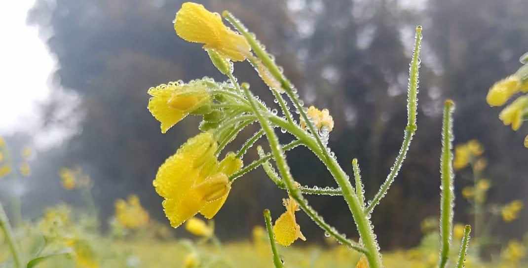 শীতের স্নিগ্ধতায় কুয়াশার চাদরে ঢাকা পড়ছে গাইবান্ধার জনপদ