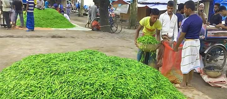 গাইবান্ধার যমুনার চরে উৎপাদিত কাঁচামরিচ যাচ্ছে বিভিন্ন জেলায়