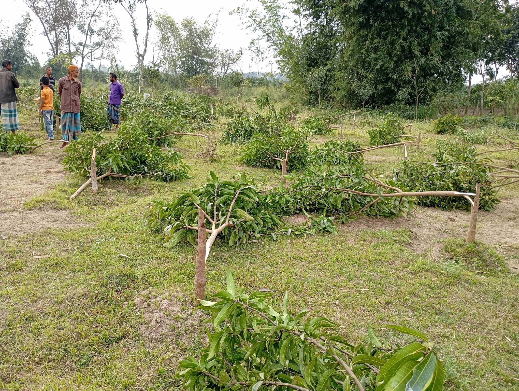 রাণীশংকৈলে কবরস্থানের কয়েক শতাধিক আম গাছ কেটে ফেলেছে দুর্বৃত্তরা
