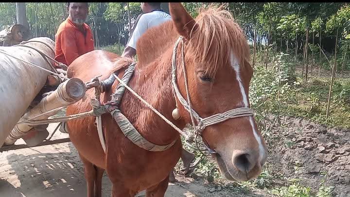 ঘোড়ার গাড়ি চালিয়ে চলে সংসার বাহারাম বাদশার