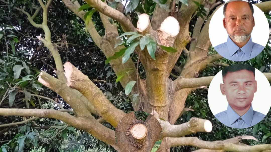 শিবগঞ্জে অস্ত্রের ভয় দেখিয়ে ১৪টি আমগাছ কেটে ফেললো দুর্বৃত্তরা
