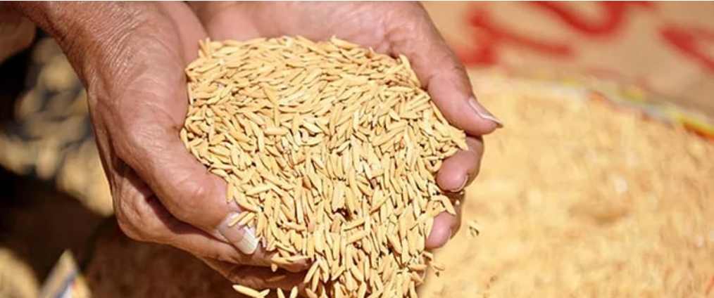 এক কেজি ধানও সংগ্রহ হয়নি ৫৩ দিনে