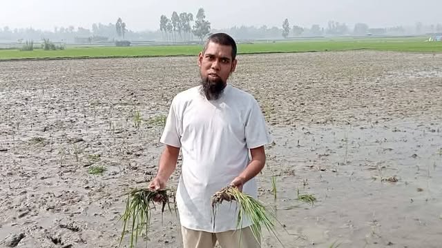 পলাশবাড়ীতে পূর্ব শত্রুতার জেরে রাতের আধারে কৃষকের ধান নষ্ট করেছে প্রতিপক্ষ