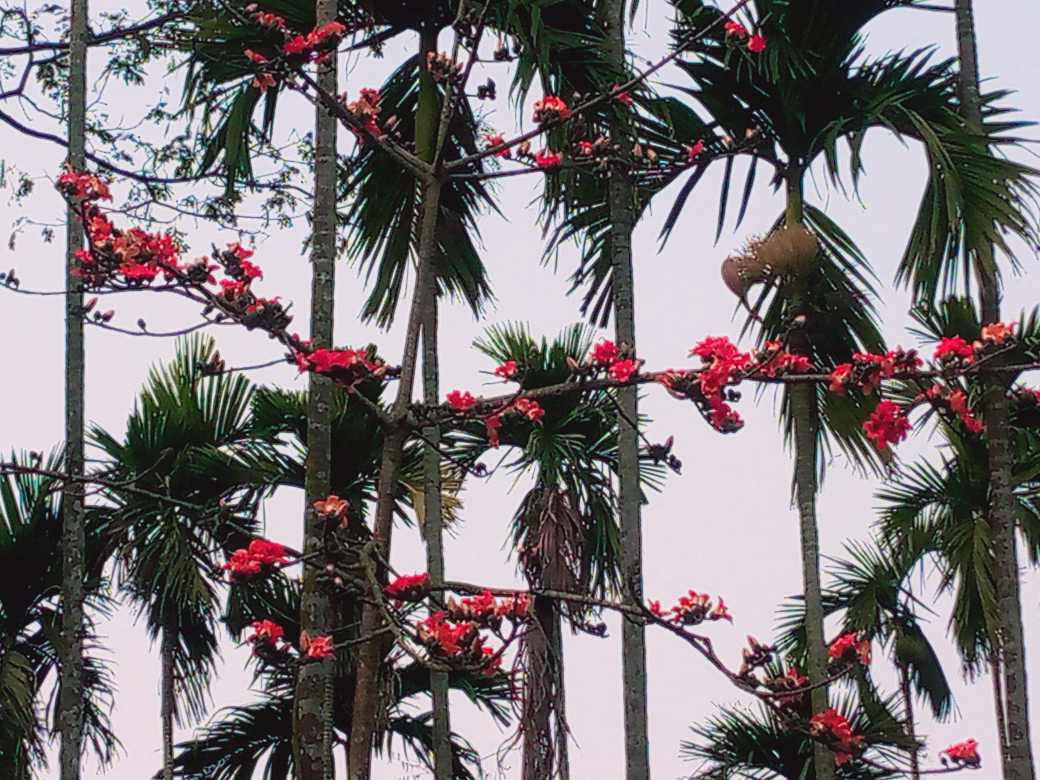 ফাল্গুনী হাওয়ায় শিমুল গাছে লেগেছে আগুন ফুটেছে শিমুল ফুল