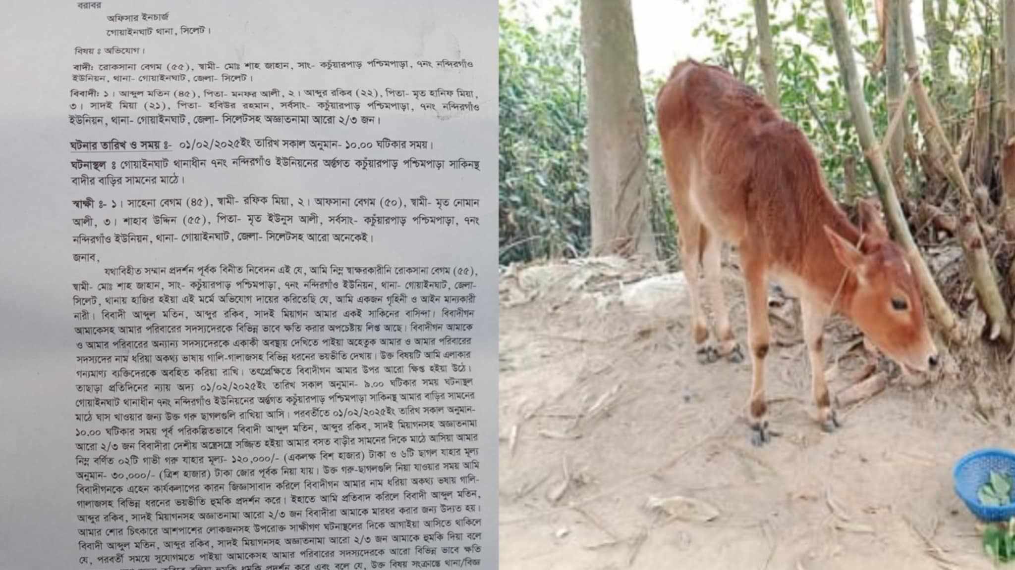 গোয়াইনঘাটে জোর করে গৃহিনীর গবাদিপশু ও ছাগল নেওয়ার অভিযোগ