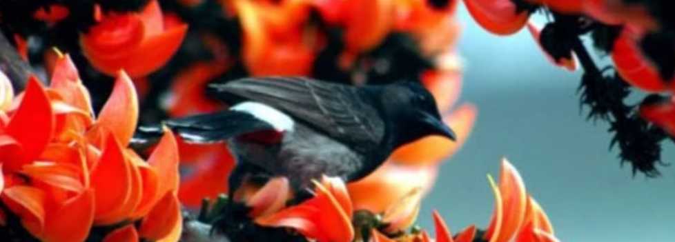 ফাগুন এসেছে বনে, এল বসন্ত