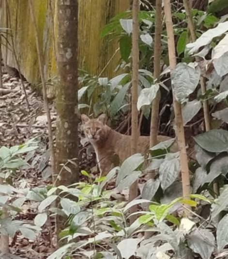 হরিরামপুরে অচেনা প্রাণী’র আক্রমণ, জনমনে আতঙ্ক