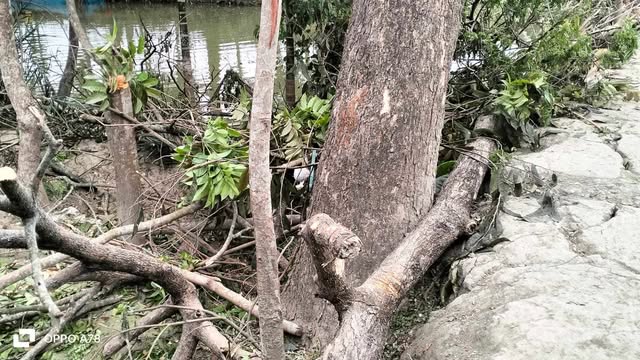 রাজগঞ্জের এক কৃষকের প্রায় আড়াই লাখ টাকা মূল‍্যের  অর্ধশতাধিক গাছ কেটে দিয়েছে।