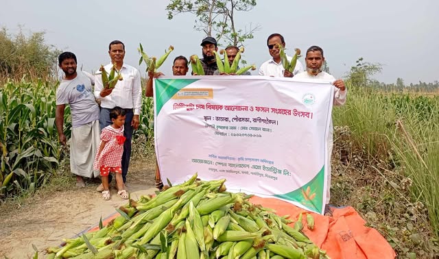 রাণীশংকৈলে প্রথমবারের মতো সুইট কর্ন চাষ
