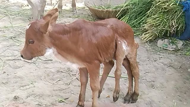 হোমনায় বিরল ঘটনা: ছয় পা নিয়ে জন্ম নিলো গরুর বাছুর!