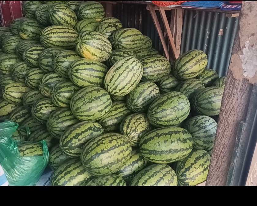 চরভদ্রাসন উপজেলায় আগাম তরমুজের বাজারে ক্রেতাদের ভিড়, দামে অসন্তোষ ক্রেতারা