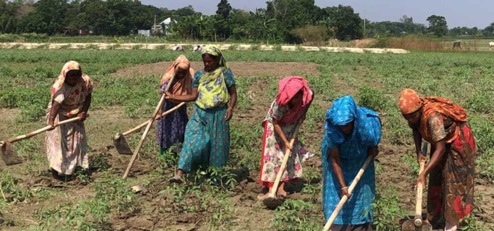 নারীদের ঘাম ঝরানো শ্রম, কিন্তু কৃষিজমির মালিকানা পুরুষের হাতে
