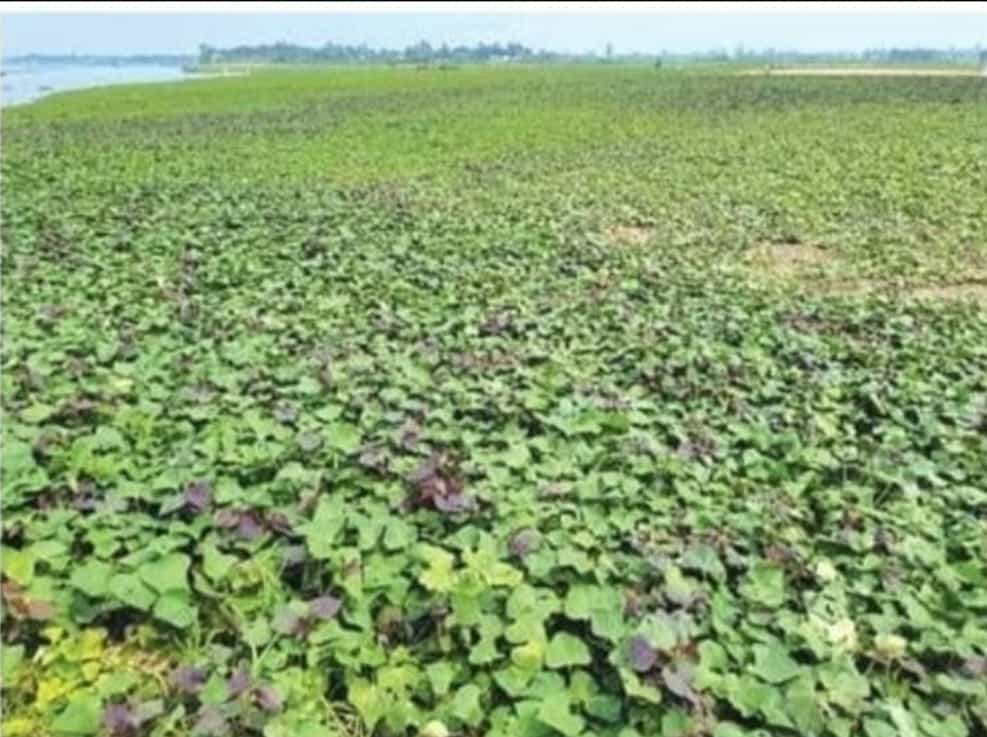 নবীনগরে আবাদ হচ্ছে জাপানি “ওয়াকিনাওয়া ” জাতের মিষ্টি আলু