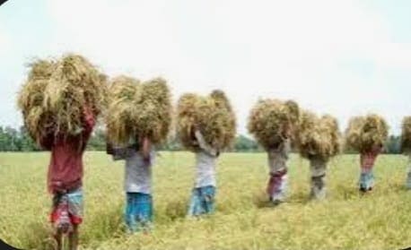 নবীনগরের কৃষক  কৃষাণীরা  ধান শুকাতে ব্যস্ত