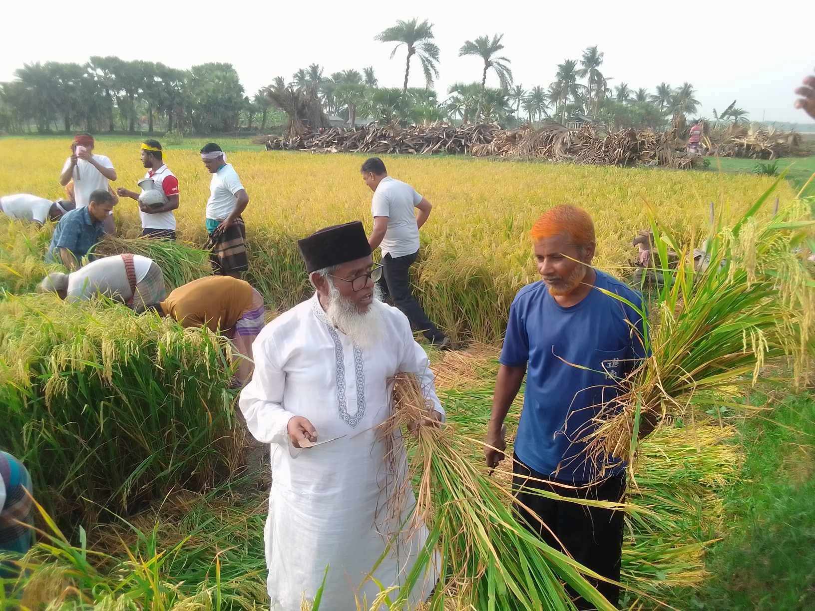 মনিরামপুর জামায়াতি ইসলাম ও শ্রমিক কল্যাণ ফেডারেশন নেহালপুর শাখার উদ্দোগে স্বেচ্ছাশ্রমে ধান কাটার উৎসব