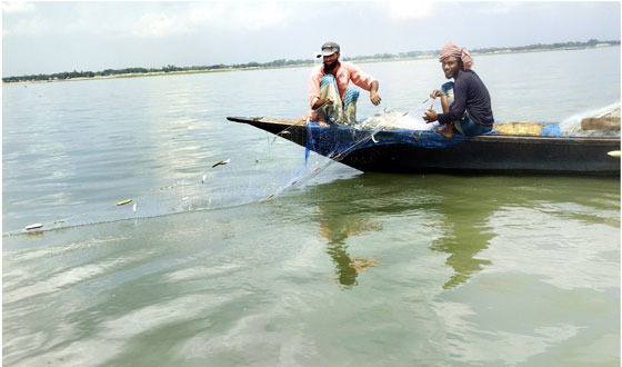 চরভদ্রাসন পদ্মায় দিনরাত চলছে অবাধে জাটকা নীধনের মহড়া