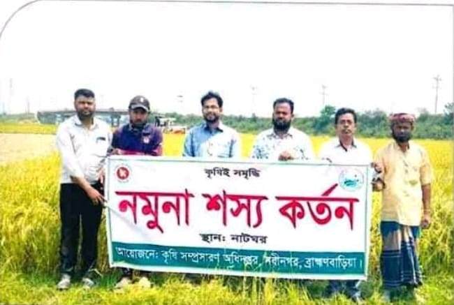 নবীনগরে বোরো ধান কর্তন শুরু