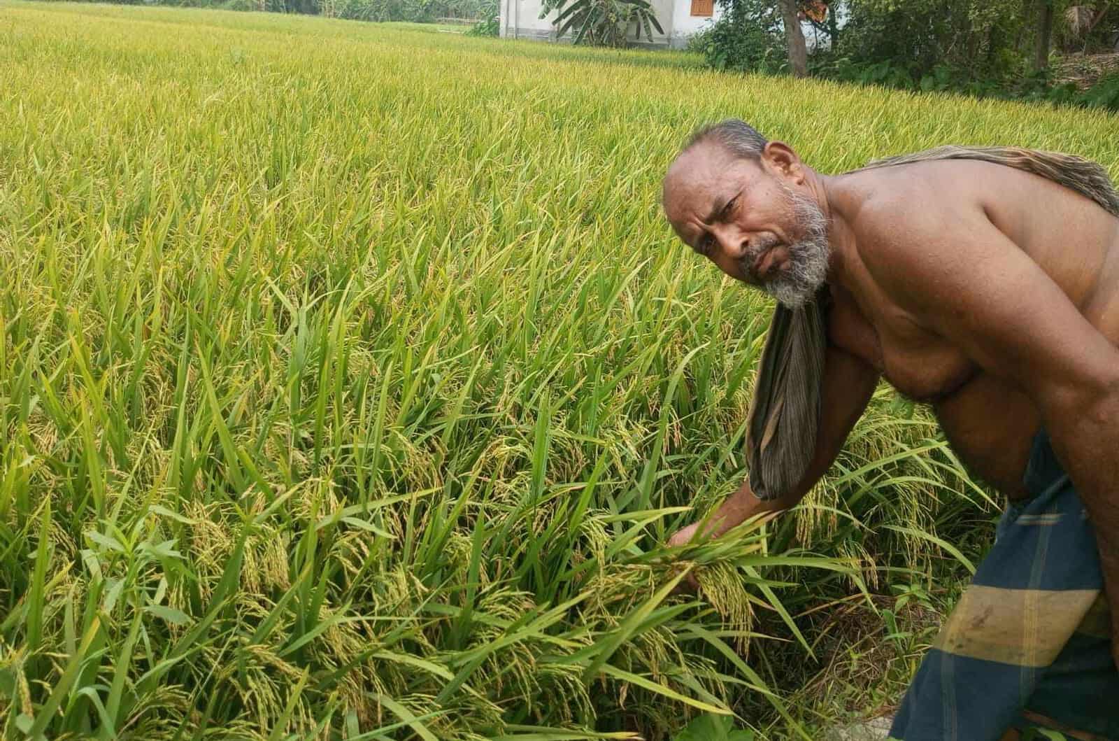 বদলগাছীতে প্রাকৃতিক দুর্যোগ না হলে বাম্পার ফলনে ভরবে কৃষকদের শূন্য গোলা