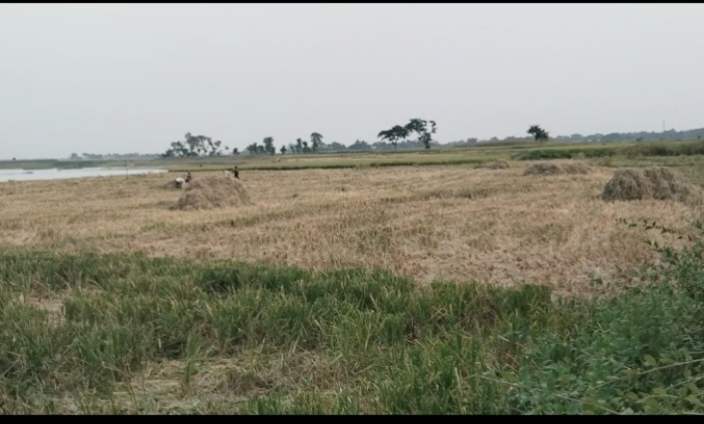 তাড়াইলে প্রতিপক্ষের বিরুদ্ধে জোরপূর্বক ধান কেটে নেওয়ার অভিযোগ