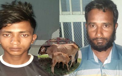 ওসি মতিউরের তৎপরতায় দ্রুত সময়ের মধ্যে চুরি হওয়া গরুসহ দুই চোর গ্রেফতার 