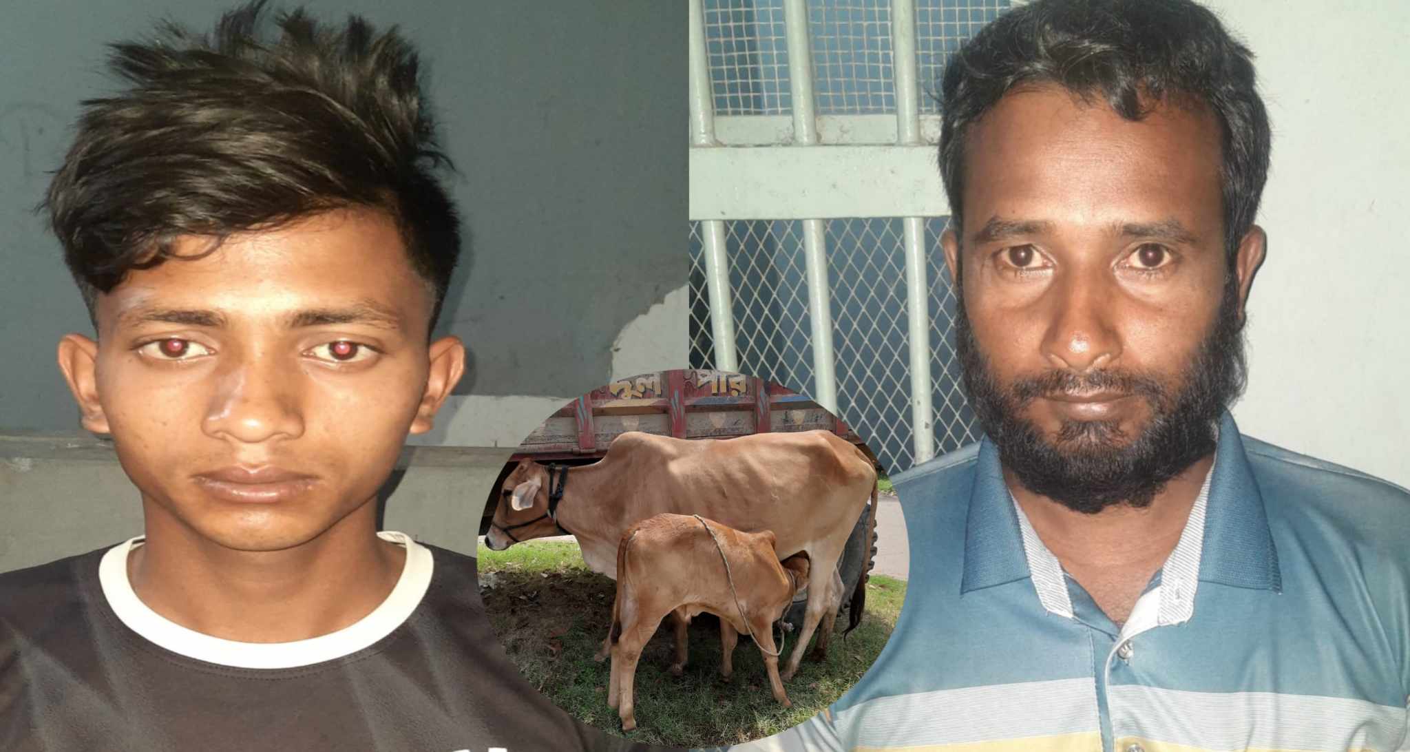 ওসি মতিউরের তৎপরতায় দ্রুত সময়ের মধ্যে চুরি হওয়া গরুসহ দুই চোর গ্রেফতার 