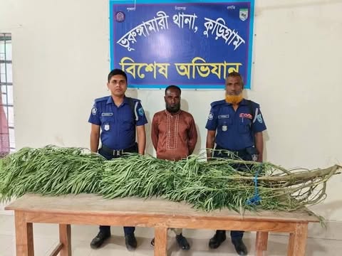 ভূরুঙ্গামারীতে ১০ ফুট উচ্চতার গাঁজার গাছসহ গ্রেপ্তার এক