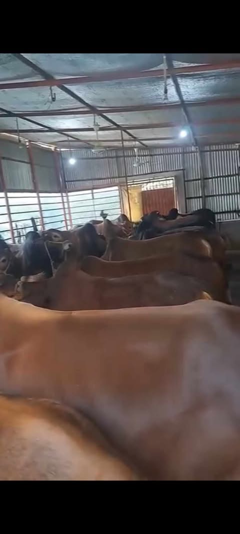 সদরপুরে দেশীয় জাতের ছোট-বড় সাইজের পশু নিয়ে প্রস্তুত ফকির গট এন্ড এগ্রো ফার্ম