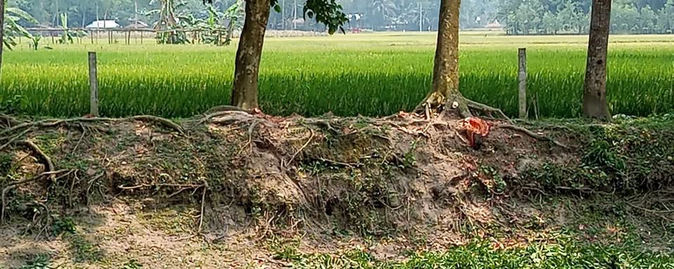 গাইবান্ধায় গাছ কেটে জমি বেদখলের চেষ্টা থানায় ভুক্তভোগীর অভিযোগ